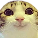 starekitty