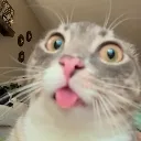 rigbycat