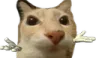yonosebig yonosebig