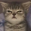 CatMad