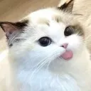 CatBleh