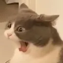 CatScream