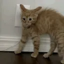 yikeskibby yikeskibby