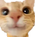 kittysmile