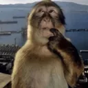 monkeythicking