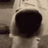 sniffers