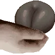 cookiepet