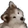 doggienounderstand
