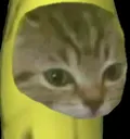 bananacat
