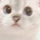 catimakittycat