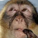 monkethink monkethink