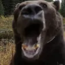 bearreact