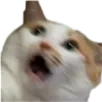 catShock catShock