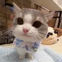 cutiecat