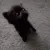 cat_kitten_pet_cute