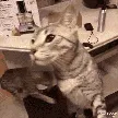 cat_cheese