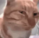 SUS