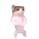 dance_cat