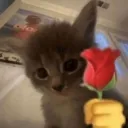 rizzcat