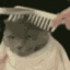 50006wave animated GIF emoji - The Z's