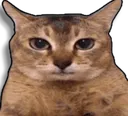 AwkwardCat