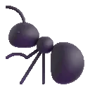 ant
