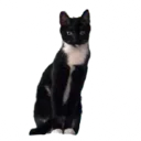 pooti