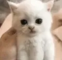 cot