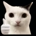 kat_blud