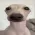 z1DogStare