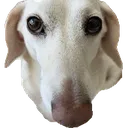 1DogLook