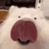 z1DogLick