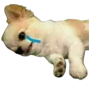 1DogCry