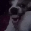 z1DogLaugh