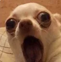 1Dog