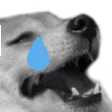 1Doge