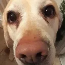 dog_look_samson dog_look_samson