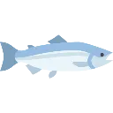 minnow