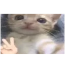 qq