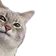 peek_cat