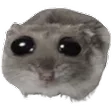 sadhamster