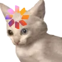 yupp_spin_cat