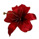 redflower