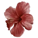 j_11vampireflower