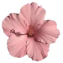 g_6clownflower
