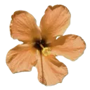 j_4111pumpkinflower
