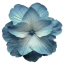 k_2goblinflower