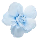 k_4trollflower