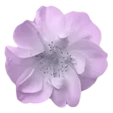 k_51witchflower