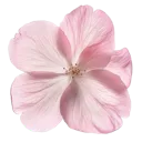 h_111dragonflower